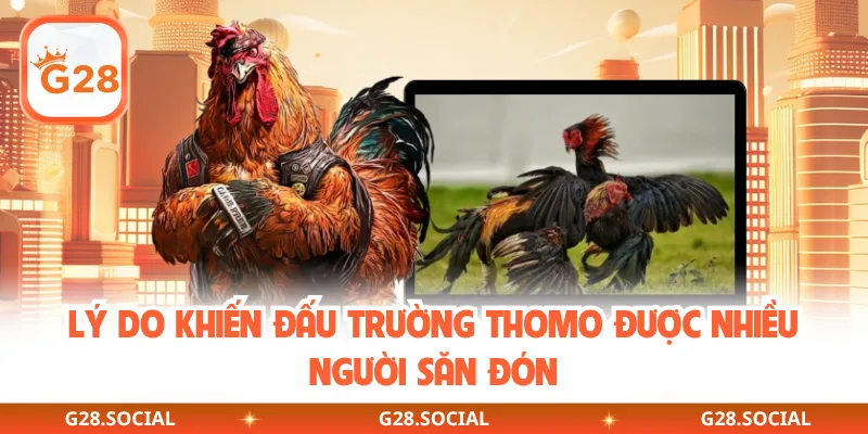 Lý do khiến đấu trường Thomo được nhiều người săn đón
